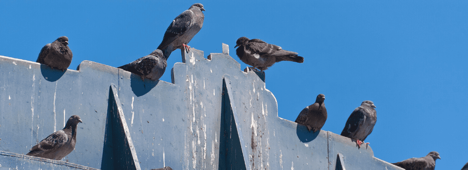 Pigeon problem at parliament – your views online