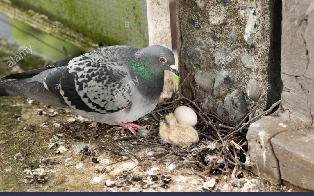 Testing pigeon control efficiency by different methods in urban industrial areas, Hungary