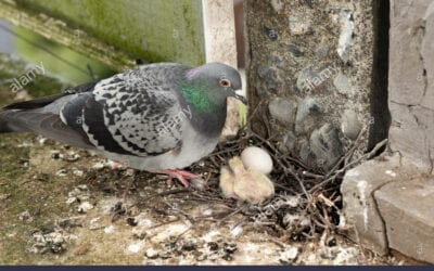Testing pigeon control efficiency by different methods in urban industrial areas, Hungary