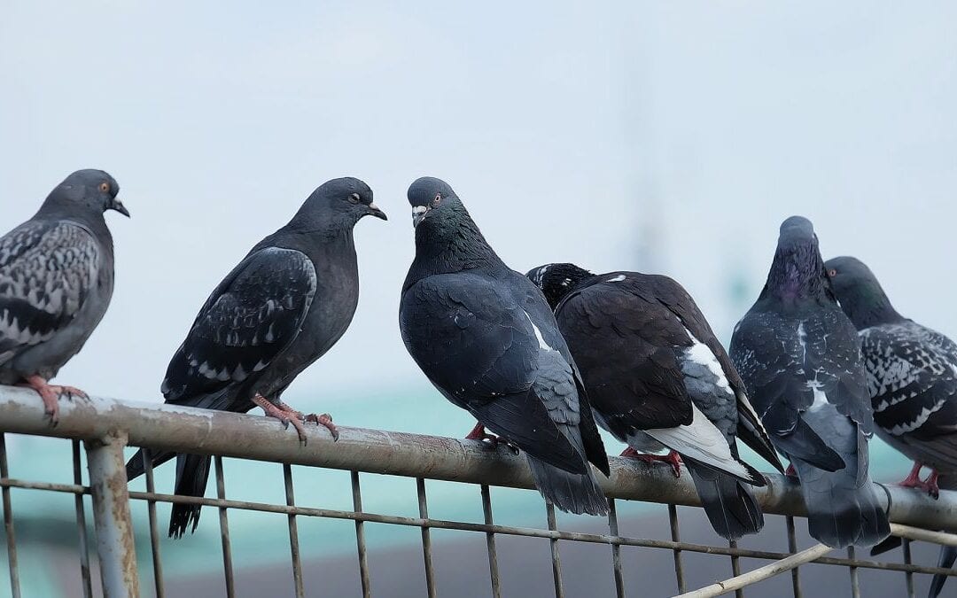 Remove bird nests or eggs