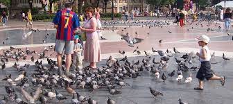 A Bone To Pick: Why Do Pigeons Eat Fried Chicken on the Street?