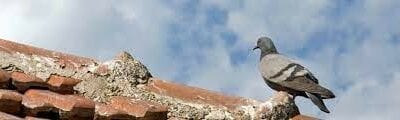 Why Is It Dangerous for Pet Pigeons to Free Fly?