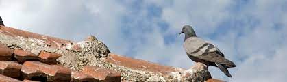 What Makes the Passenger Pigeon Different From All Other Pigeons