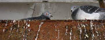 How to get rid of pigeons from your roof and keep them away