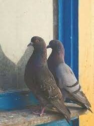Pigeons Resist Misguided Leaders