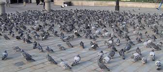 Pigeons Follow Their Noses Home