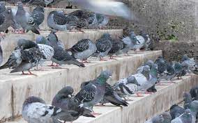 What to do if pigeons are nesting on the balcony
