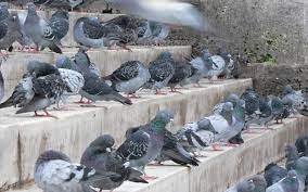 Do Pigeon Repellents Work?