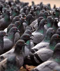 Rooks are highly gregarious birds and are generally seen in flocks