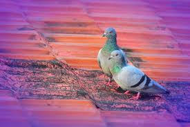 For pigeons, follow the leader is a matter of speed