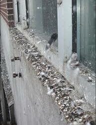 How Do We Control the Pigeon Problem?