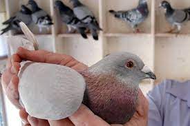 Keeping Pigeons Away from Your Home