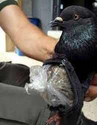 Pigeon ‘caught with backpack of drugs’
