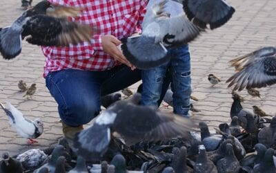 Why Pigeons Are Bad For Business
