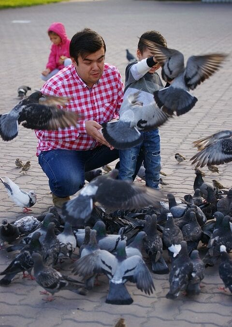 Why Pigeons Are Bad For Business