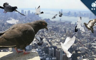 How to safely clean up pigeon droppings