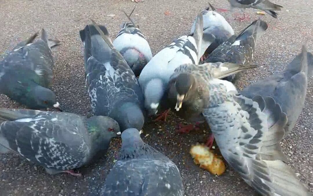 HOW TO GET RID OF PIGEONS ON THE ROOF