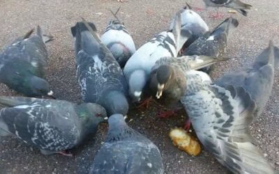 HOW TO GET RID OF PIGEONS ON THE ROOF