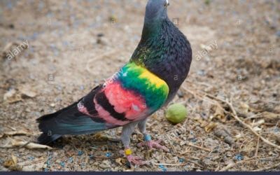 Why Are There So Many Pigeons?