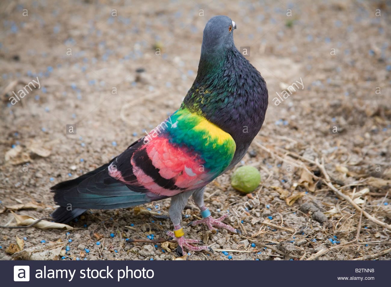 We Finally Know How Birds Can See Earth's Field Pigeon