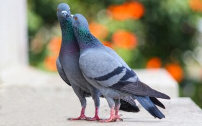 Birmingham pigeon fanciers inspire play