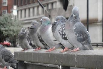 People v. pigeons
