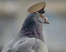 Wartime hero pigeon Paddy honoured with fly-past