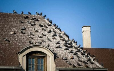 Feral pigeon: flying rat or urban hero?