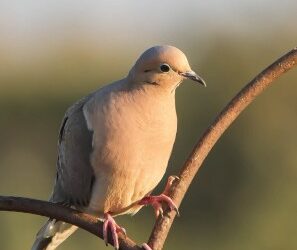 Three Easy But Important Ways to Keep Your Bird Feeder Disease-Free