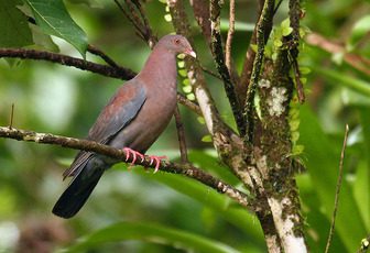 Red-billed pigeon