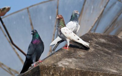 Identifying Bird Nests on Farm Structures