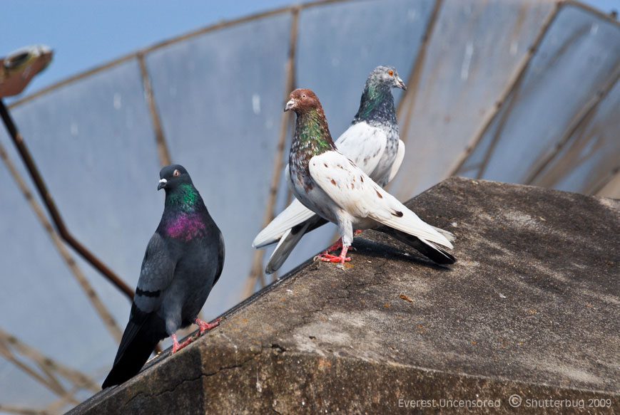 What Should I Do…? if an entire nest of birds has fallen?