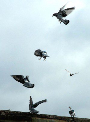 Wood pigeon, Fruit-eating, Flight, Migration