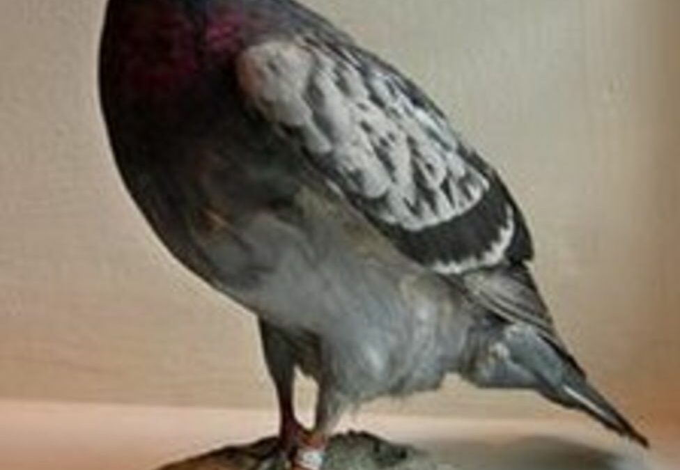 The pigeon that saved a World War II bomber crew