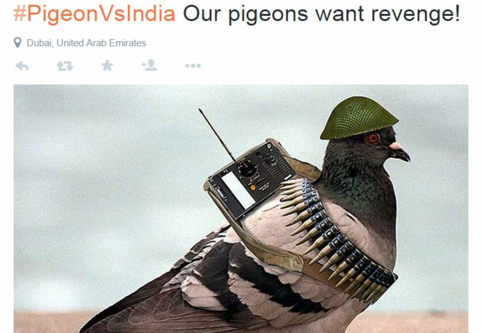 Pakistanis respond after ‘spy pigeon’ detained in India