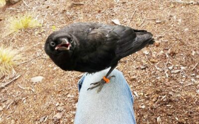 Pigeon’s crow?