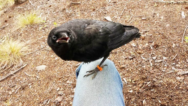 Pigeon’s crow?