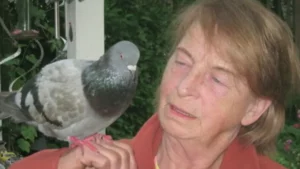 City to ban toxins that poison Saskatoon pigeons