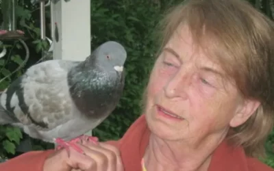 Vancouver Island woman reunited with pet pigeon
