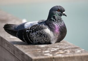 Canadian police cleared a suspected Chinese spy pigeon