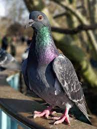 Lost pigeon flew the coop, finding her way from France to Calgary