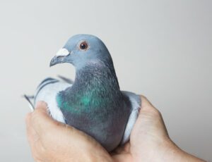 Staff at B.C. prison bust another backpack-wearing pigeon