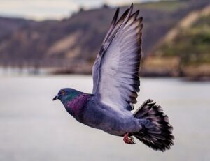 Prison guards at the Pacific Institution in Abbotsford intercepted a pigeon