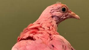 Pink pigeon possibly dyed for gender reveal party in NYC dies