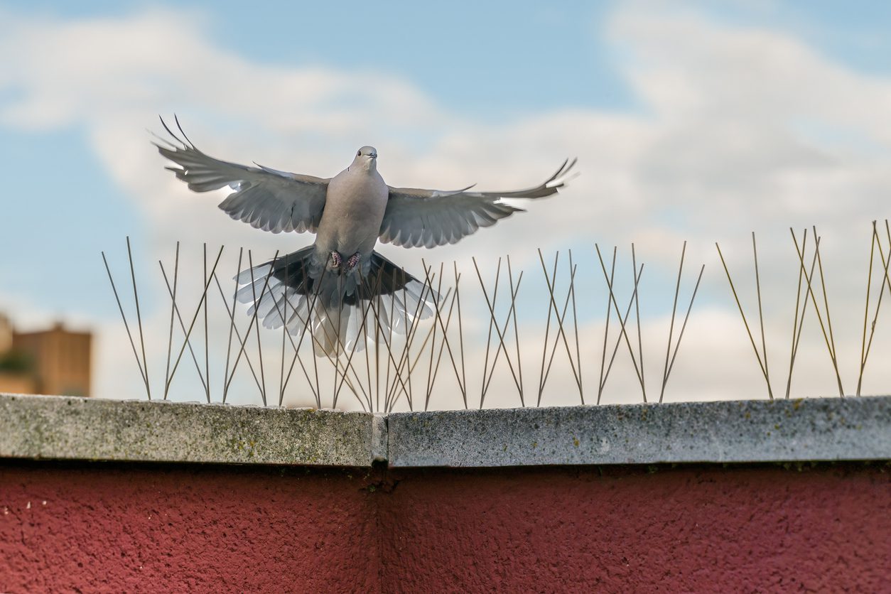 How To Get Rid Of Pigeons Humane Pigeon Control Solutions How To Get Rid Of Pigeons Humane Pigeon Control Solutions