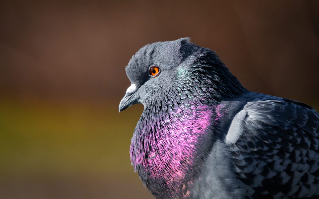 Bird Gone, Pigeon Gone, Pigeon problems, pigeon spikes, Gel, Bird Control, Pigeon Control, bird repellent, Bird Spikes, sonic bird repellent, stainless steel bird spikes, bird spikes Vancouver, Ultra Sonic Bird Control, Bird Netting, Plastic Bird Spikes, Canada bird spike deterrents, Bird deterrents, Pigeon deterrents, Bird control, solutions, Pigeon prevention, Pigeon repellent, Bird proofing