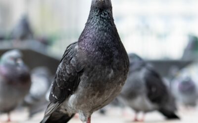 “City Hall Under Siege: Pigeon Droppings Cause Health Concerns”