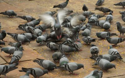 “School Grounds Turned Biohazard by Pigeon Infestation”