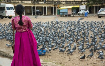 “Pigeon Poop Plagues Outdoor Dining Scene”
