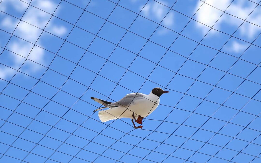 Installing bird deterrent netting for comprehensive bird control